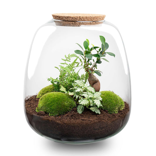 Plant Terrarium DIY Kit - Emma - Bonsai White - Pflanzfix24