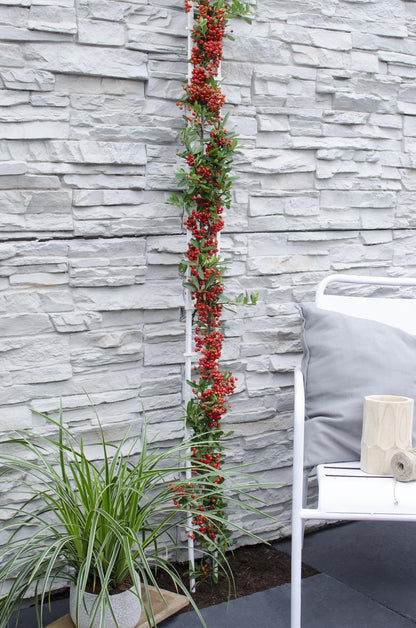 Pyracantha coccinea Red Star - Ø23cm - ↕75cm - Ø15 - ↨65cm - Pflanzfix24