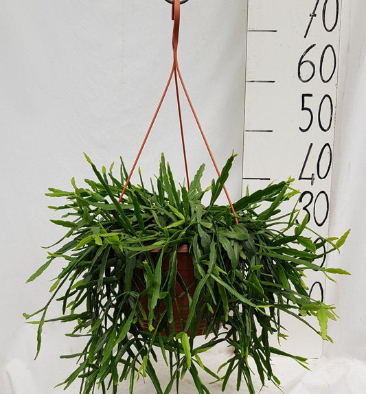Rhipsalis Micrantha - Ø25cm - ↕50cm by Pflanzfix24