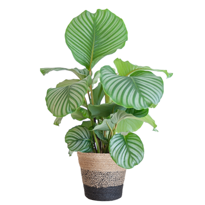Calathea Orbifolia 65cm im Lissabon-Korb schwarz | Pflanzfix24