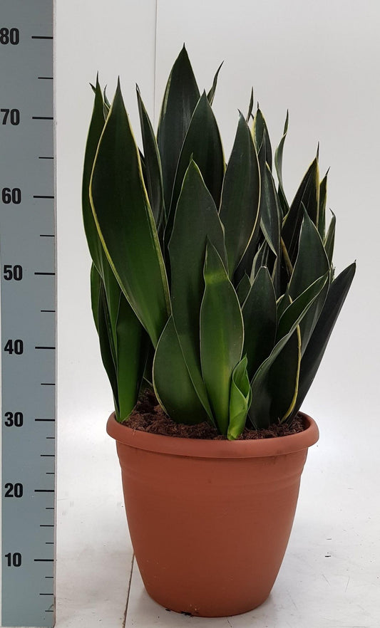 Sanseveria Trifasciata 31cm - Ø31cm - ↕75cm bei Pflanzfix24