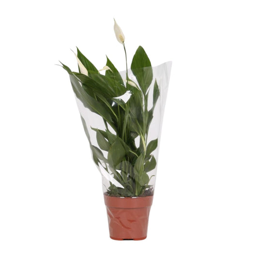 Spathiphyllum Alana - Ø12cm - ↕45cm bei Pflanzfix24