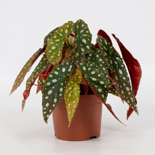 Begonia Blad Maculata 'Wightii' - Pflanzfix24