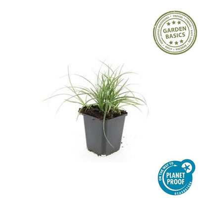 24x Luzula nivea - ↕10-25cm - Ø9cm - Pflanzfix24
