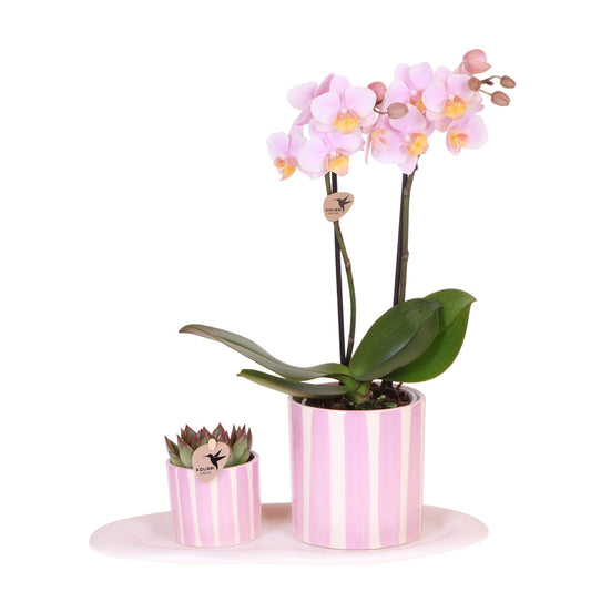 Rosa Orchidee Andorra & Sukkulente im Painted Stripe Topf | pflanzfix24.de - Pflanzfix24.de