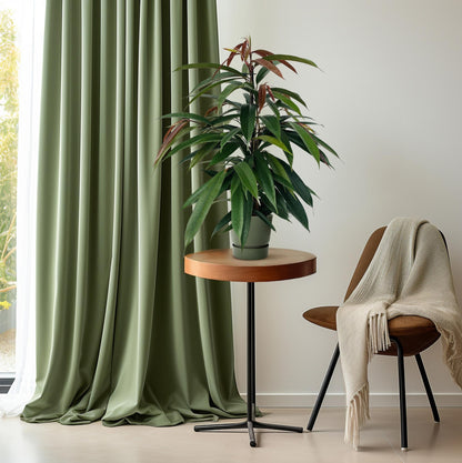 Ficus Binnendijkii 'Amstel King' P17 - Pflanzfix24