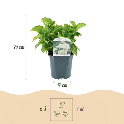 pflanzfix24 - Hortensie Hydrangea macrophylla Weiß - 3 Pflanzen - 1 m2