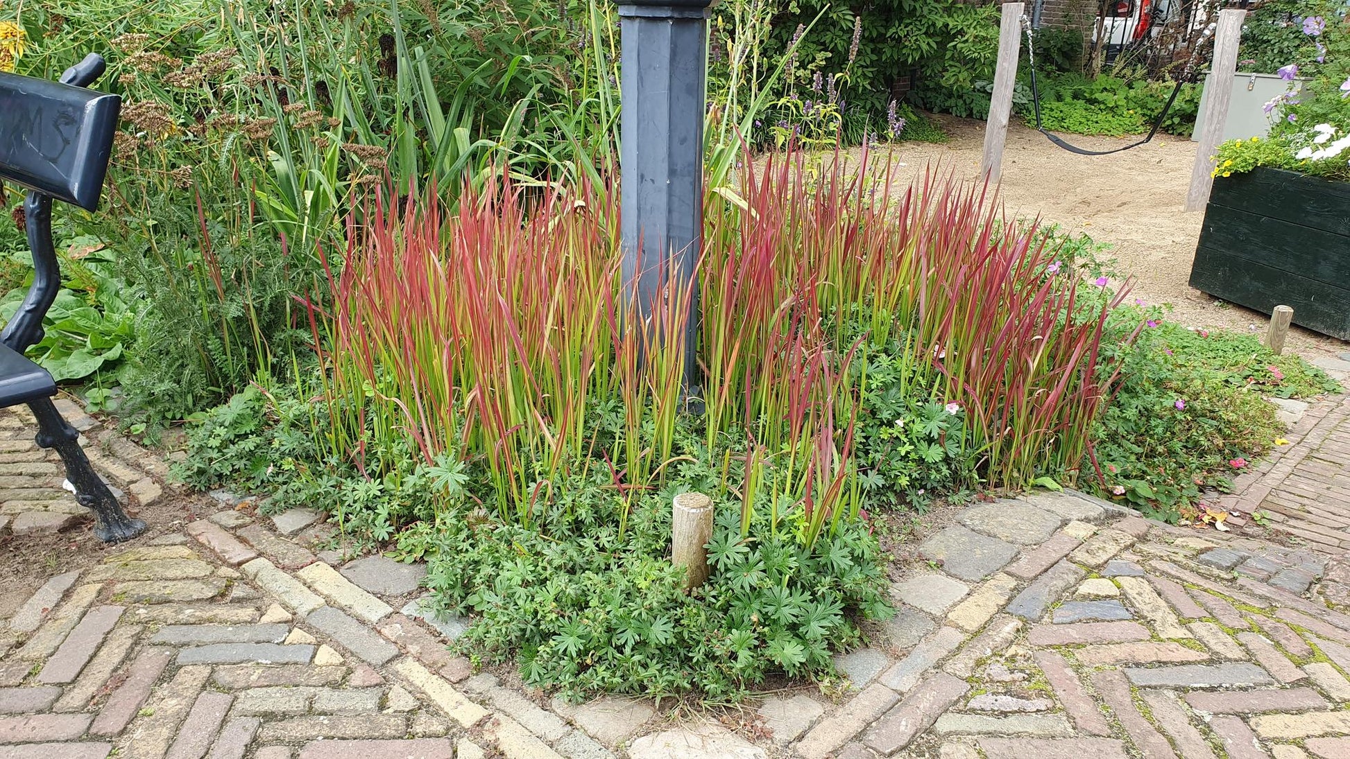 12x Imperata cylindrica 'Red Baron' – Japanisches Blutgras | Pflanzfix24.de - Pflanzfix24.de