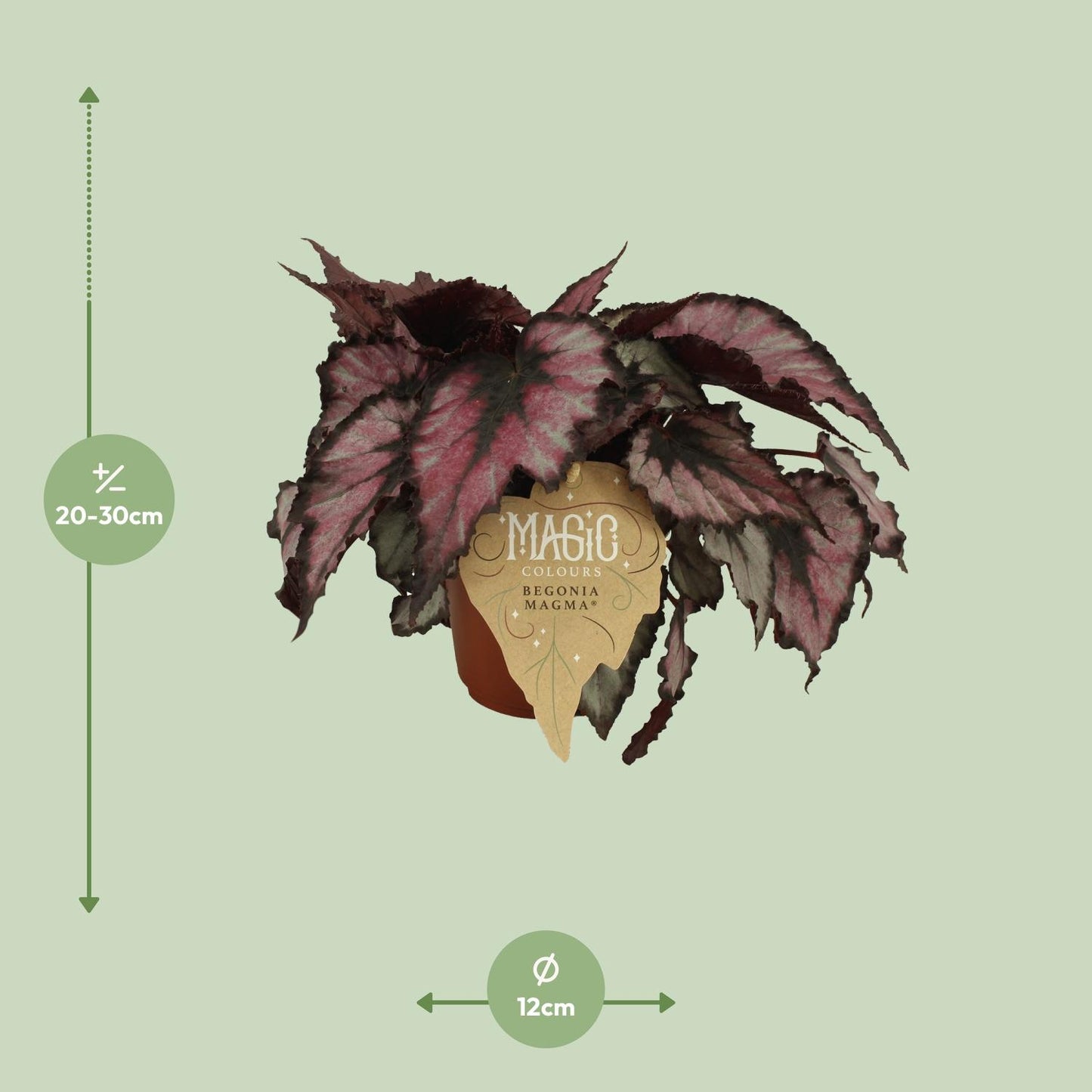Begonia Rex Magma - Ø12 ↕25 von Pflanzfix24