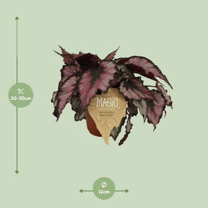 Begonia Rex Magma - Ø12 ↕25 von Pflanzfix24