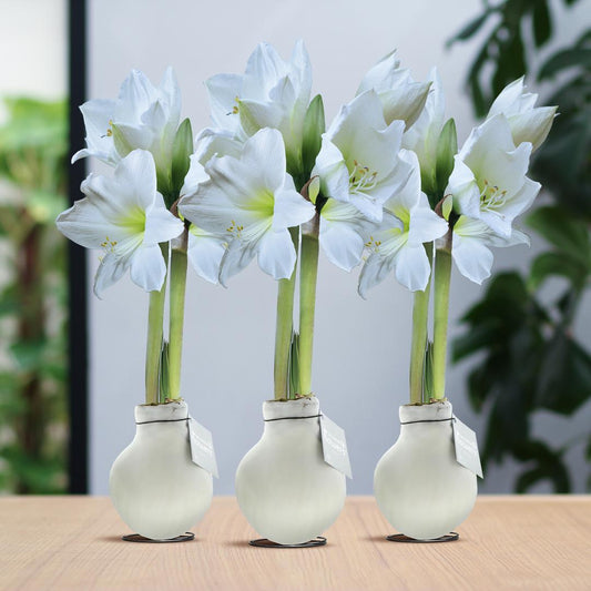 No Water Flowers® (wax amaryllis) | Waxz® Colours White (3er Pack) + Weiße Blume - Pflanzfix24