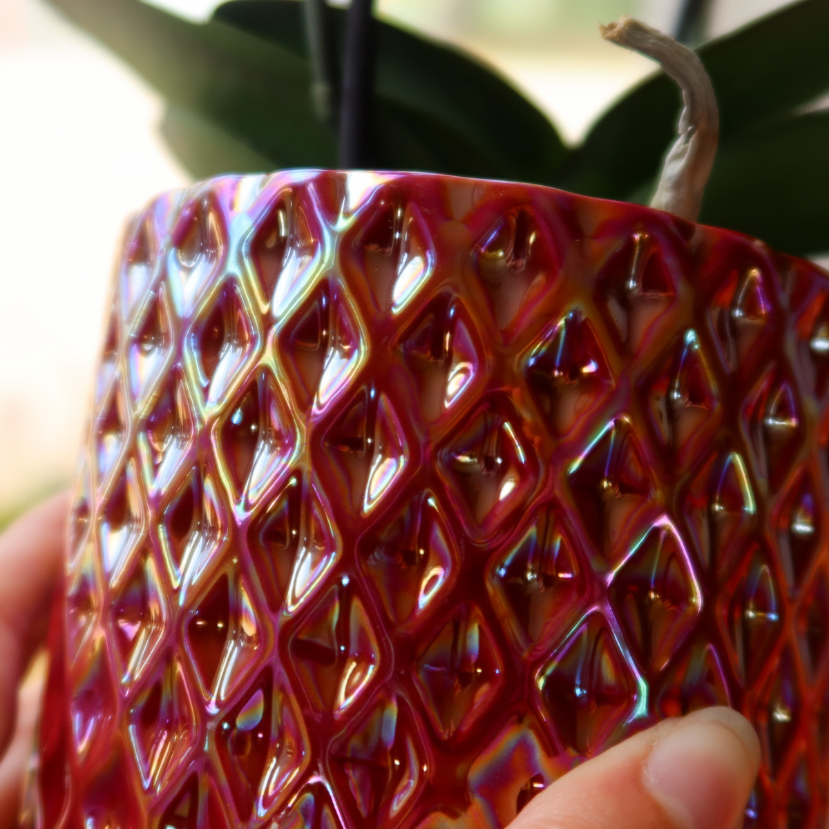 Rote Orchidee Congo im Pearl-Topf – Pflanzfix24.de - Pflanzfix24.de