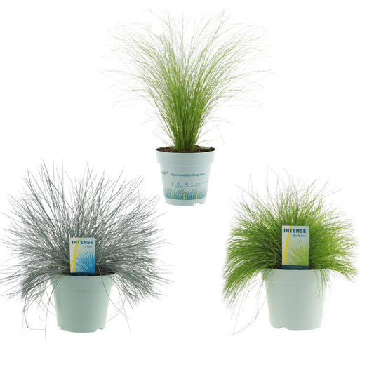 Siergrassen Mix - 3 Stück - Ø17cm - ↕30/35cm - Pflanzfix24