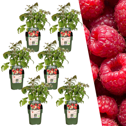 6 x Himbeerenpflanzen BIO - Ø 13 cm - ↨ 20 cm - Pflanzfix24