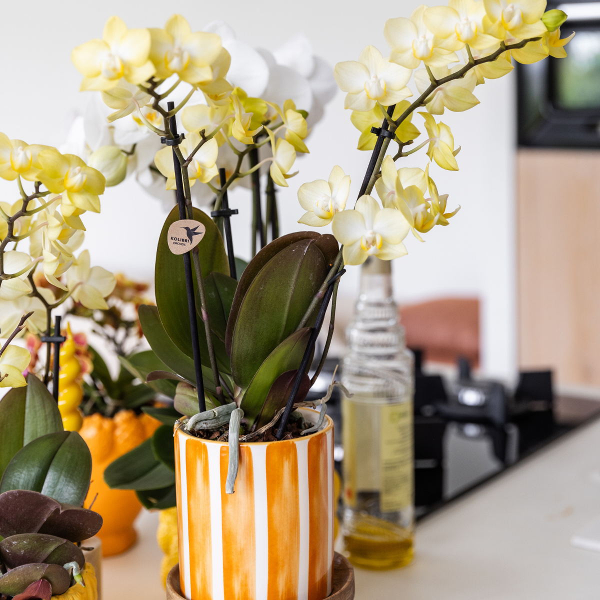 Phalaenopsis Orchidee Gelb Ø9 cm ohne Topf – Pflanzfix24.de - Pflanzfix24.de