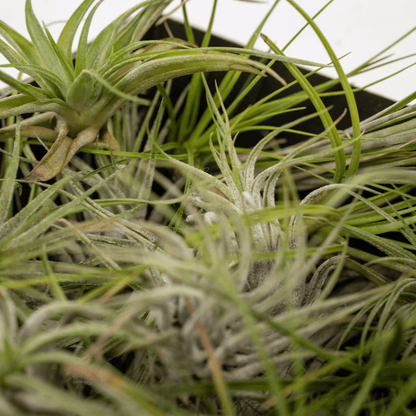 Tillandsia Air Mix - 20 Stück - 6cm - ø6 - Pflanzfix24