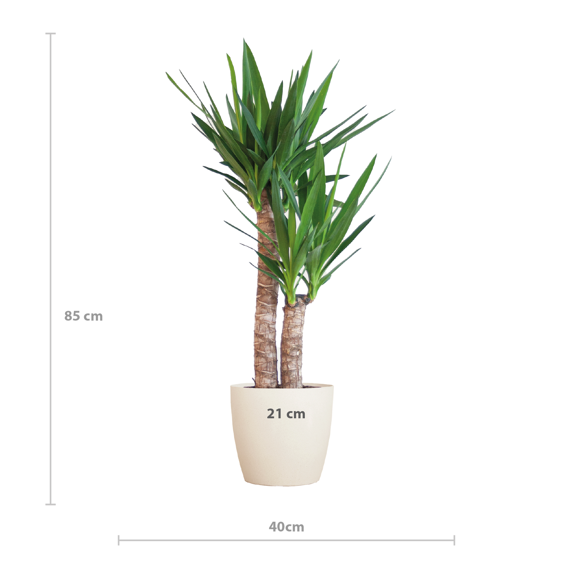 Yucca Elephantipes 90cm mit weißem Viber-Topf | Pflanzfix24.de - Pflanzfix24.de