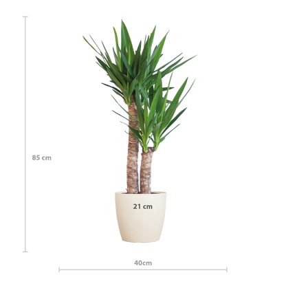 Yucca Elephantipes 90cm mit weißem Viber-Topf | Pflanzfix24.de - Pflanzfix24.de