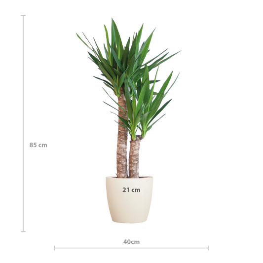 Yucca Elephantipes 90cm mit weißem Viber-Topf | Pflanzfix24.de - Pflanzfix24.de