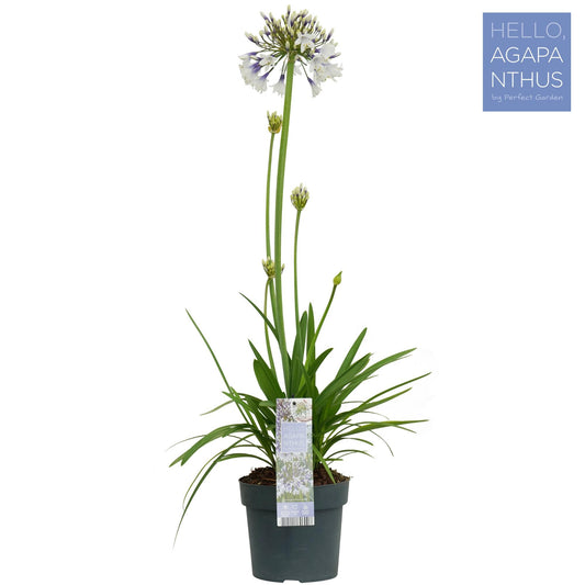 Agapanthus Fireworks - Ø19cm - ↕75cm bei Pflanzfix24
