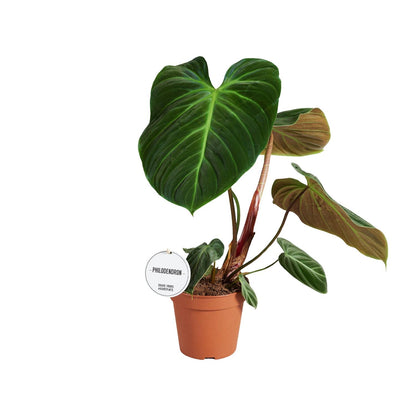 Philodendron El Choco Red - Ø15cm - ↕50cm - Pflanzfix24