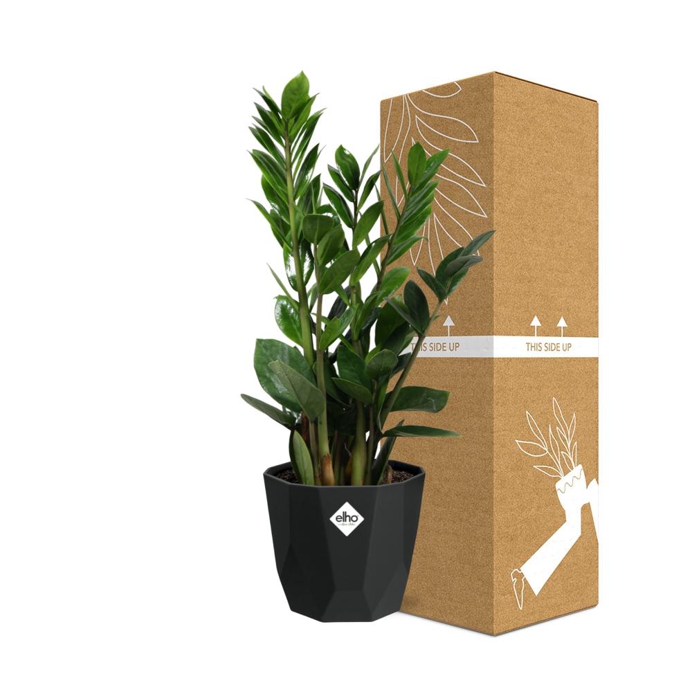Zamioculcas - ZZ-Pflanze 45-50 cm 14cm b.for rock living black - Pflanzfix24