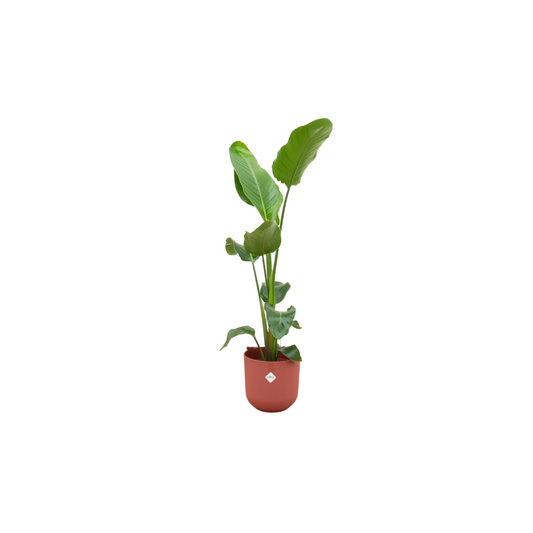 Combi deal - Strelitzia Nicolai inkl. elho Jazz Round rot Ø23 - 120 cm - Pflanzfix24
