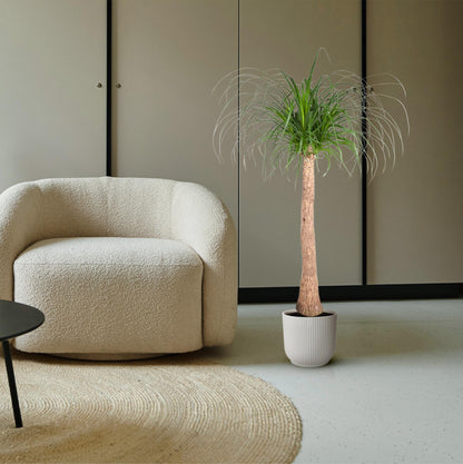 Beaucarnea stam - 120 cm - ø32 bei Pflanzfix24.de - Pflanzfix24.de