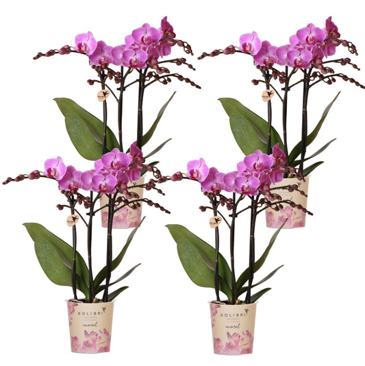 KOMBI-ANGEBOT: 4 Phalaenopsis-Orchideen - pflanzfix24