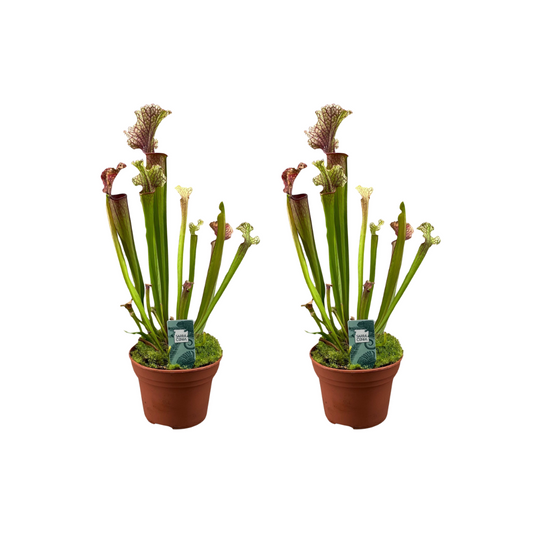 Sarracenia Judith Hindle - 2er Set - Pflanzfix24