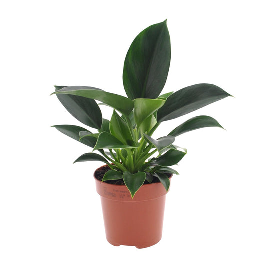 Philodendron Green Princess 25cm – Pflegeleicht | Pflanzfix24.de - Pflanzfix24.de