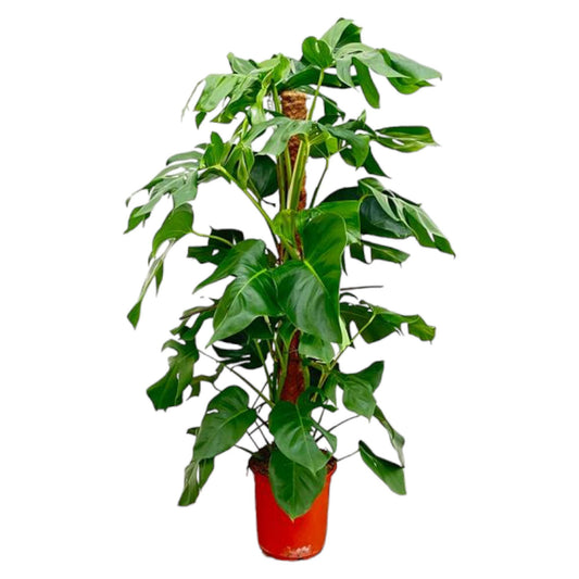 Monstera Pertusum 120 cm Ø24 cm | Pflanzfix24.de - Pflanzfix24.de