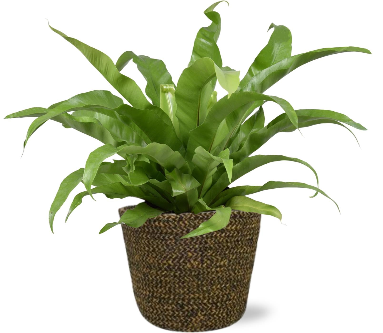 Asplenium Antiquum - Ø17cm + Selin Pot D18x16cm - Schwarz - Pflanzfix24.de - Pflanzfix24.de