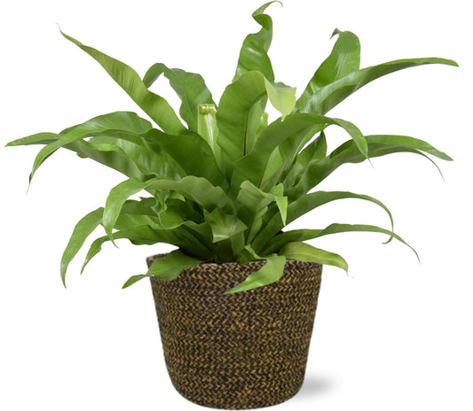 Asplenium Antiquum - Ø17cm + Selin Pot D18x16cm - Schwarz - Pflanzfix24.de - Pflanzfix24.de