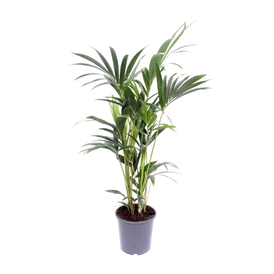 Kentia-Palme - Howea Forsteriana - Ø21cm - ↕120cm - Pflanzfix24.de - Pflanzfix24.de