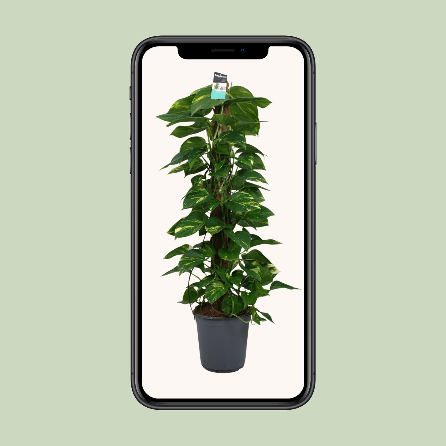 Scindapsus Epipremnum 24cm – Groß & Pflegeleicht | Pflanzfix24.de - Pflanzfix24.de