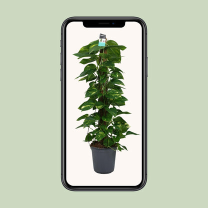 Scindapsus Epipremnum 24cm – Groß & Pflegeleicht | Pflanzfix24.de - Pflanzfix24.de