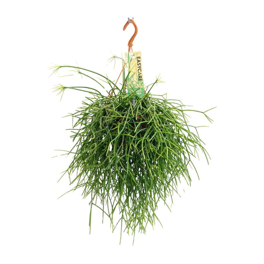Rhipsalis Pulchra Zimmerpflanze – Pflanzfix24.de - Pflanzfix24.de
