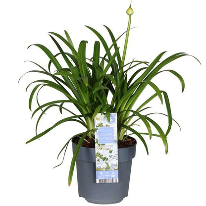 Agapanthus 'Ever White' - Ø19cm - ↕30cm - Pflanzfix24.de - Pflanzfix24.de