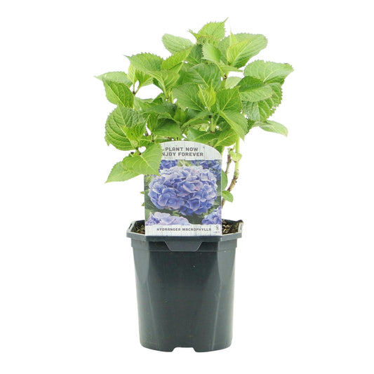 pflanzfix24 - Hortensie - Hydrangea macrophylla Blau - Blüte Blau - 1 Pflanze - Laubabwerfend - Topf 17cm