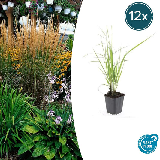 12x Calamagrostis acut. 'Karl Foerster' - ↕10-25cm - Ø9cm - Pflanzfix24