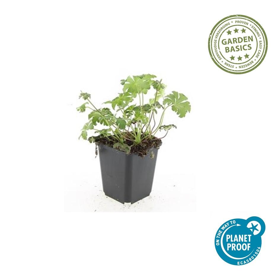 20er-Set Geranium cant. 'Cambridge' von Pflanzfix24.de - ↕10-25cm - Ø9cm - Pflanzfix24.de