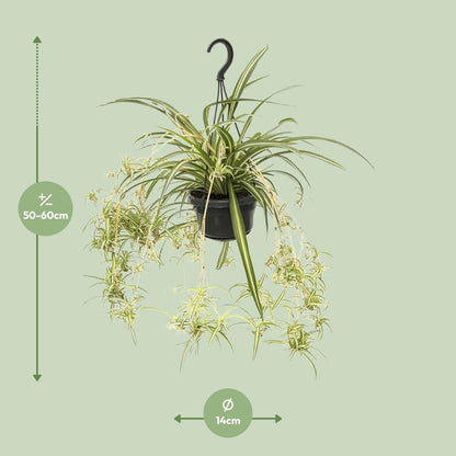Chlorophytum Comosum Variegatum - Ø14cm - ↕55cm - Pflanzfix24.de - Pflanzfix24.de