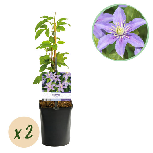 Pflanzfix24.de - Clematis 'Justa' Kletterpflanze - Blüte Hellblau - 2 Pflanzen - Pflanzfix24.de
