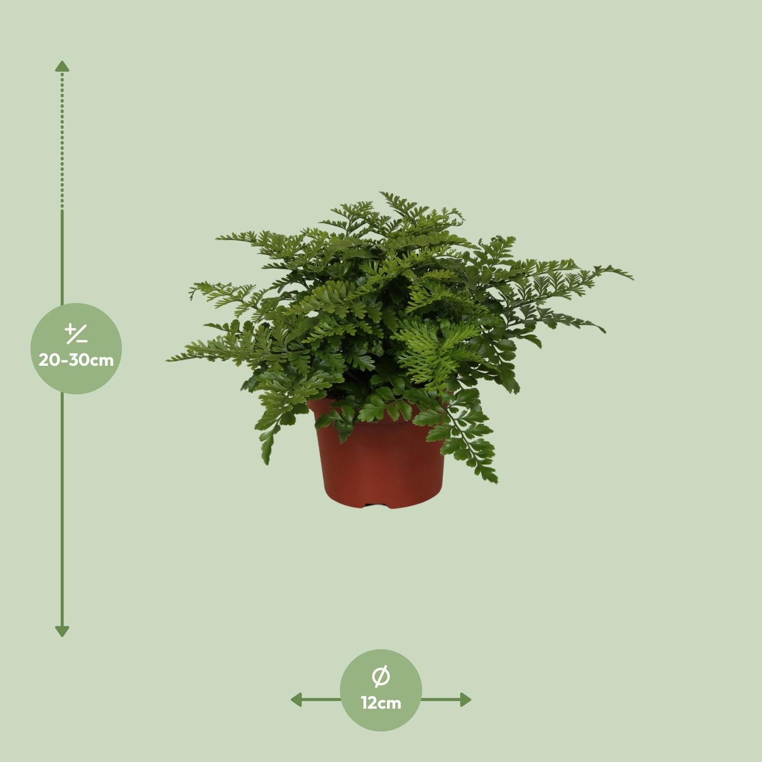 Asplenium Parvati - Ø12cm - ↕25cm - Pflanzfix24.de - Pflanzfix24.de