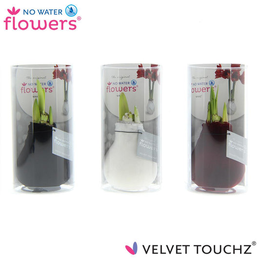 Pflanzfix24 No Water Flowers Velvet Touchz Classic Mix in Koker - 3 Stücke