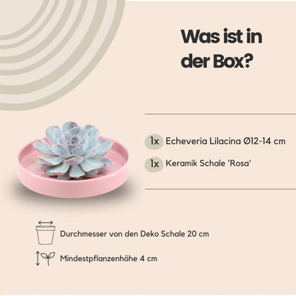 ROOTLESS Echeveria Lilacina in rosa Keramik | Pflanzfix24.de - Pflanzfix24.de