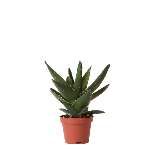 Aloe Brevifolia Ø6 cm – Pflanzfix24.de - Pflanzfix24.de