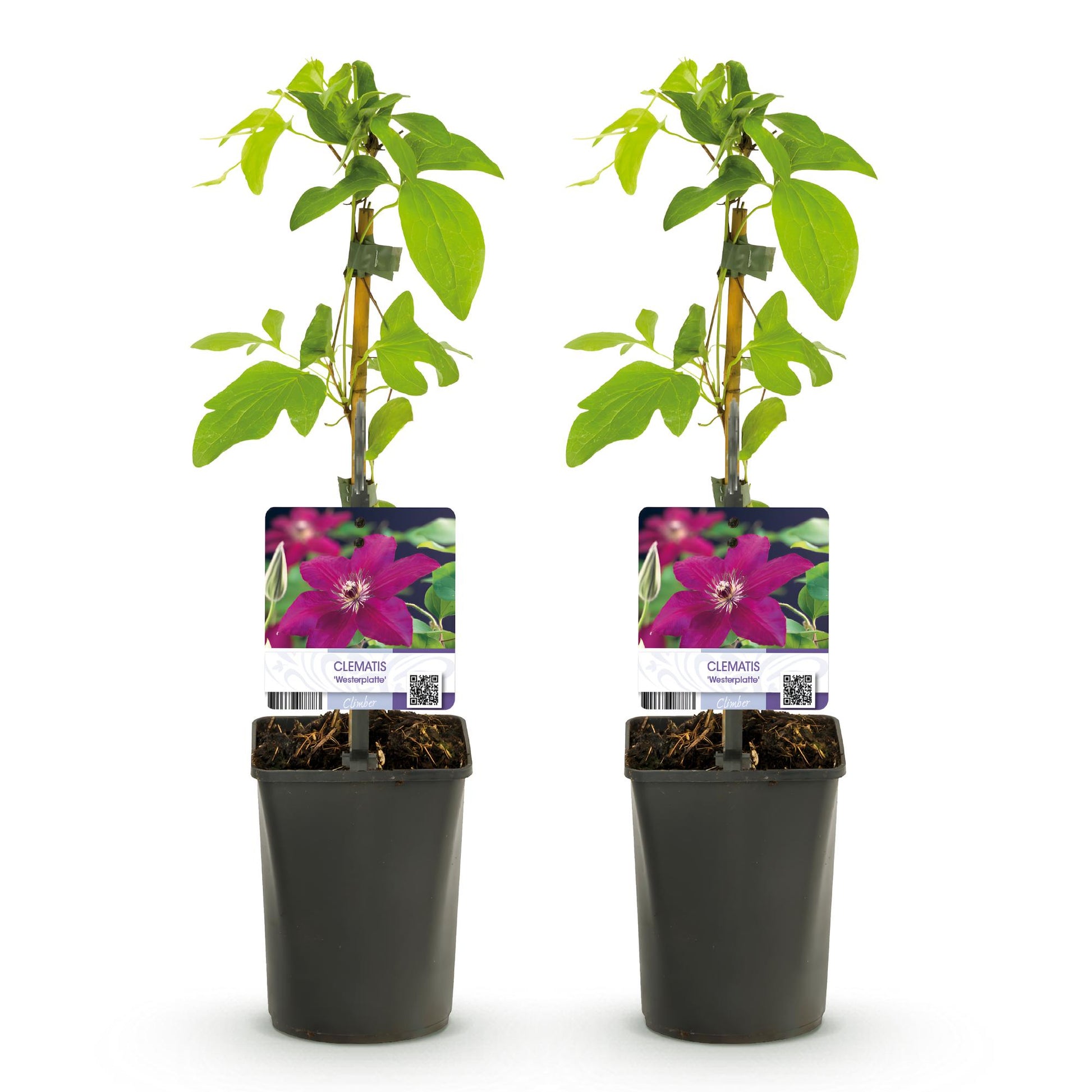 Clematis Westerplatte Kletterpflanze - 2 Pflanzen - Topf 11cm - Pflanzfix24.de - Pflanzfix24.de