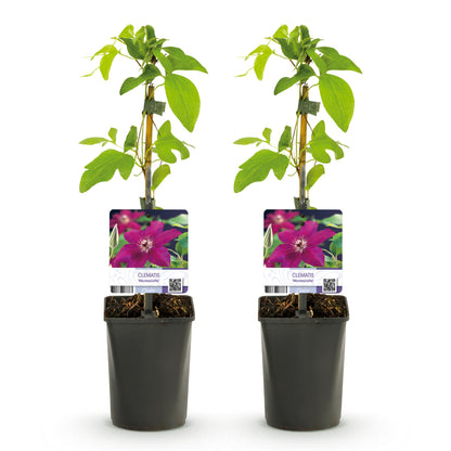 Clematis Westerplatte Kletterpflanze - 2 Pflanzen - Topf 11cm - Pflanzfix24.de - Pflanzfix24.de